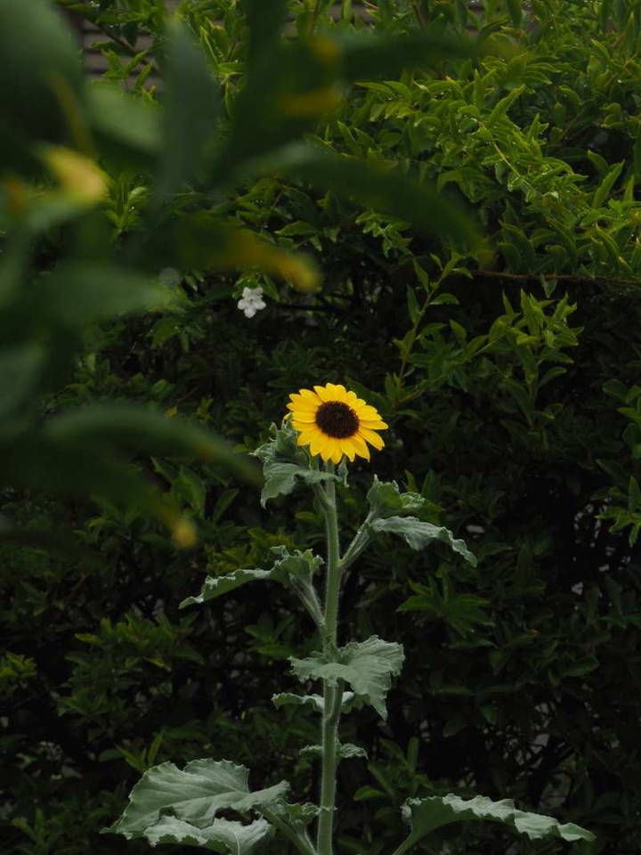 P9018711