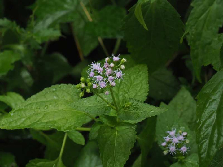 P9018719