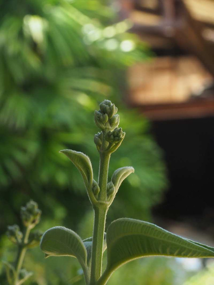 P9068779