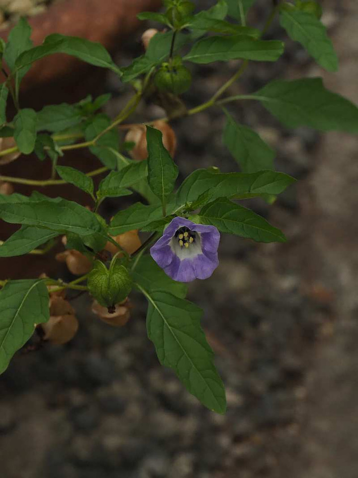 P1018788