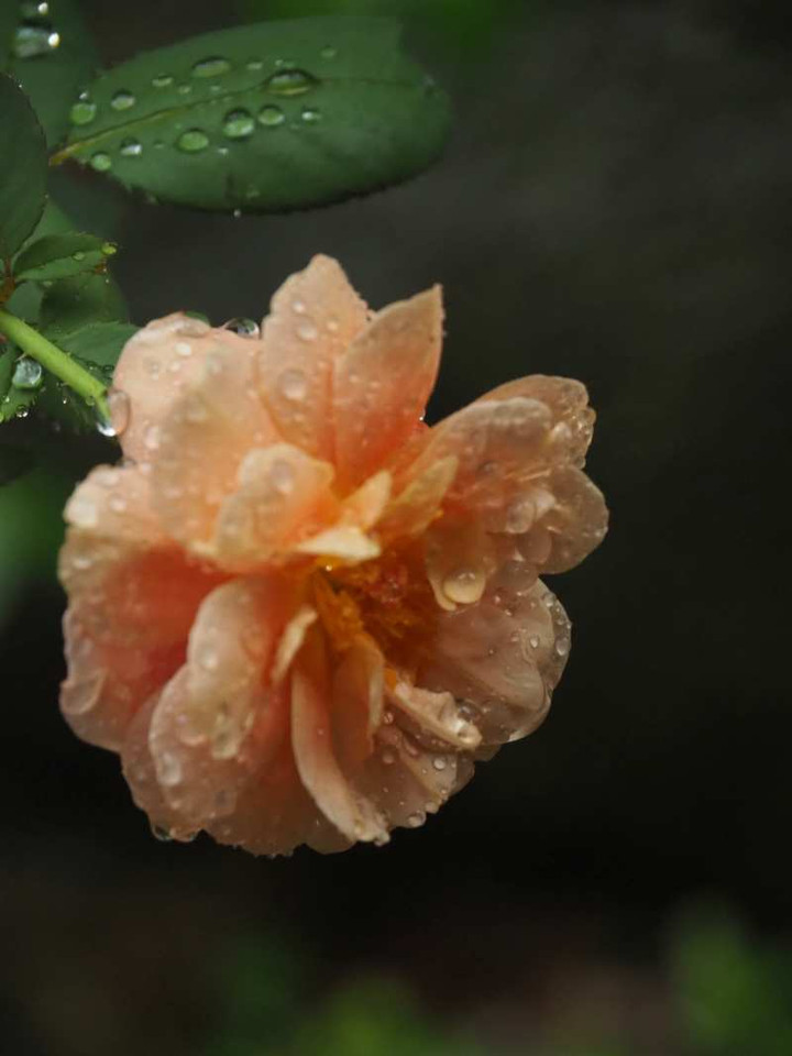 P9259026