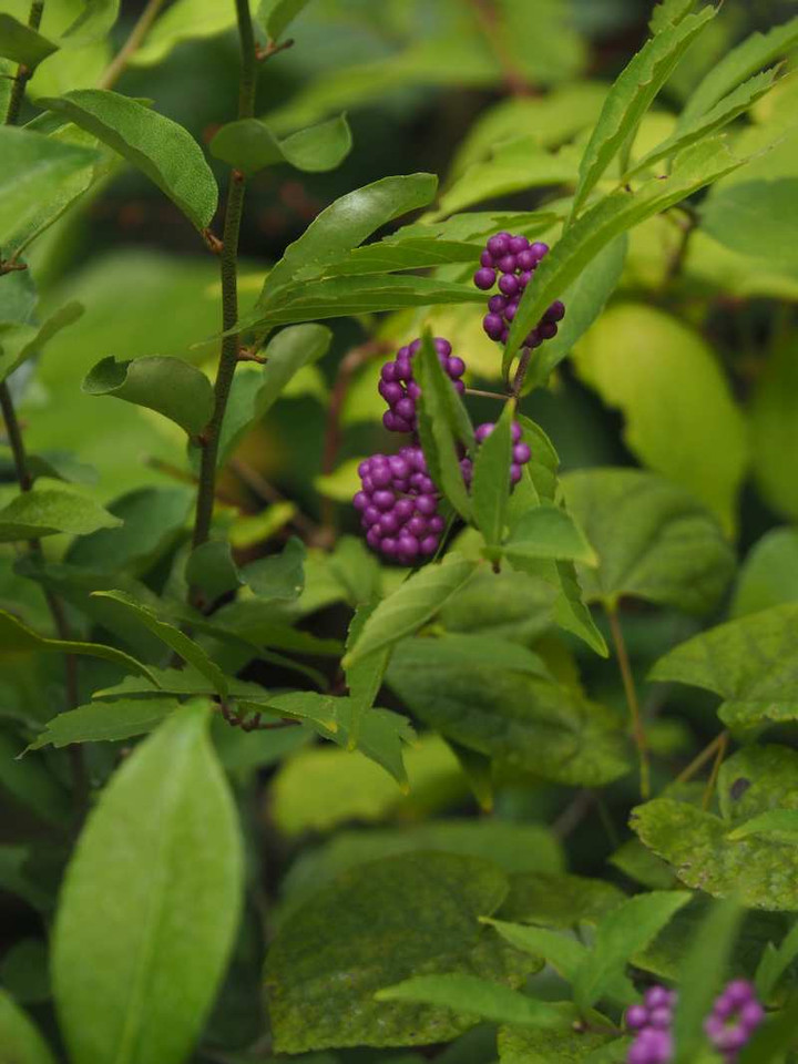P9269086