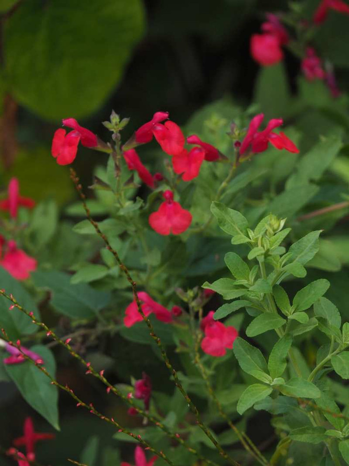 P9279106
