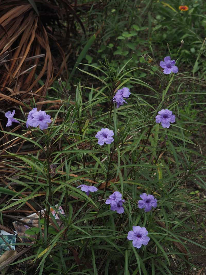 P9279107