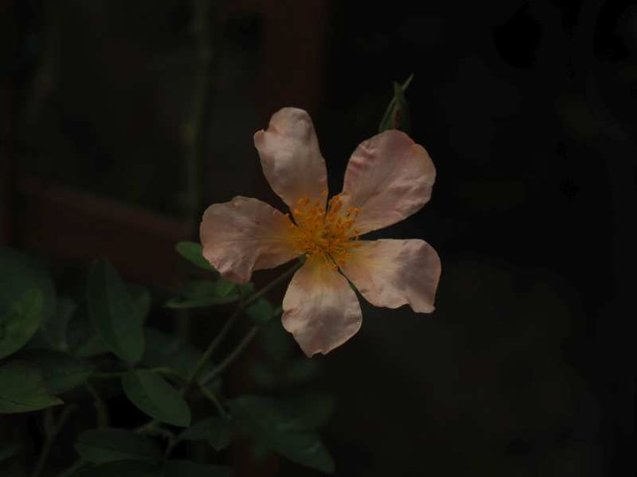 P9299183