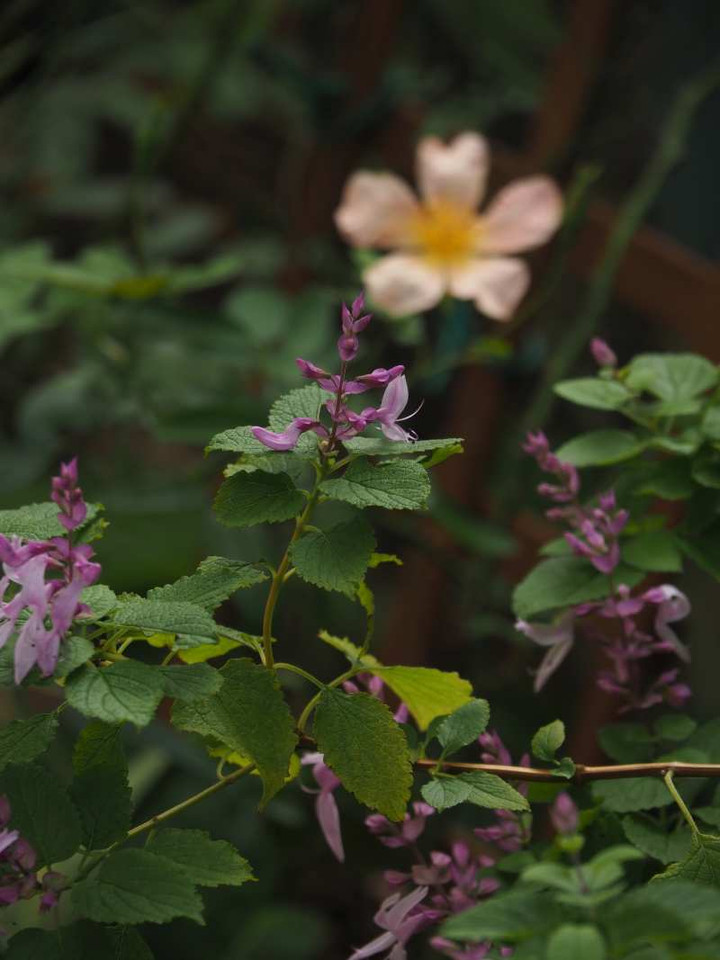 P9299184