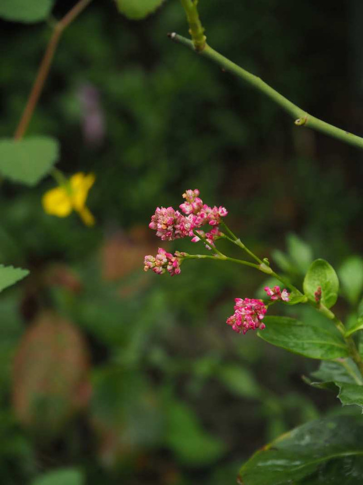 P9309250