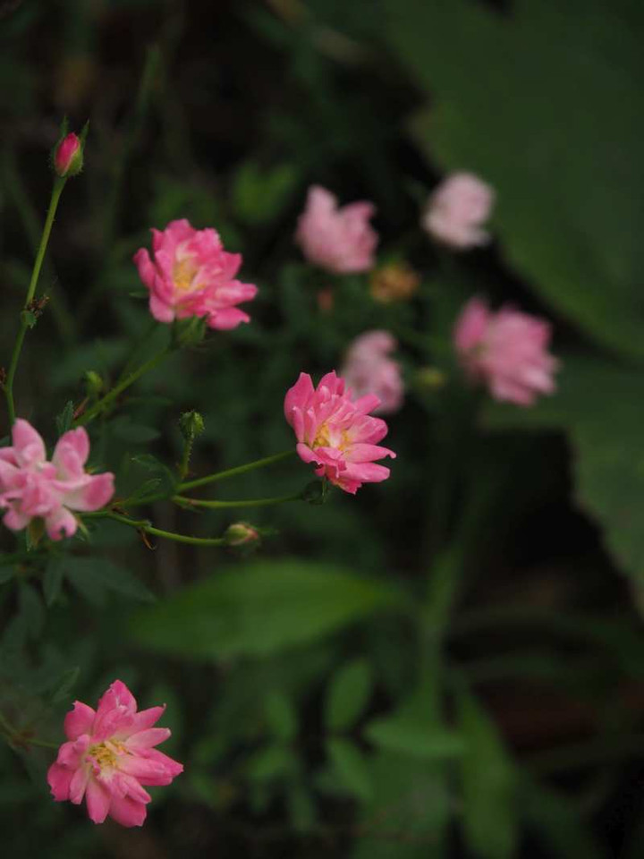 P9309254