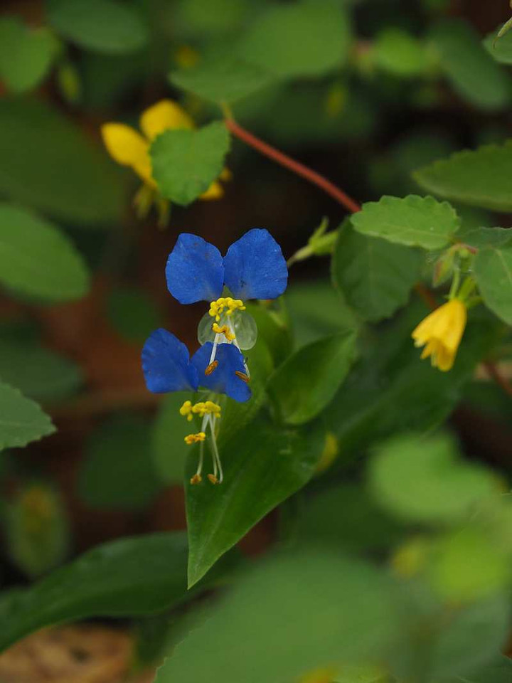 P9309266