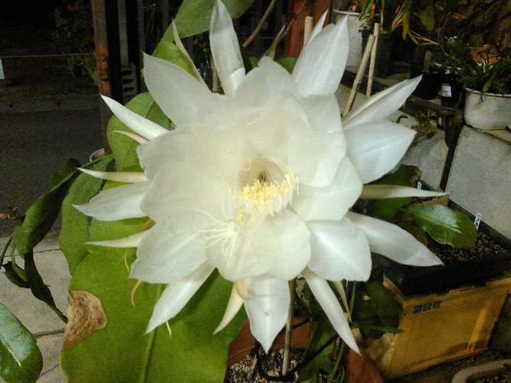 Kimg0053_2