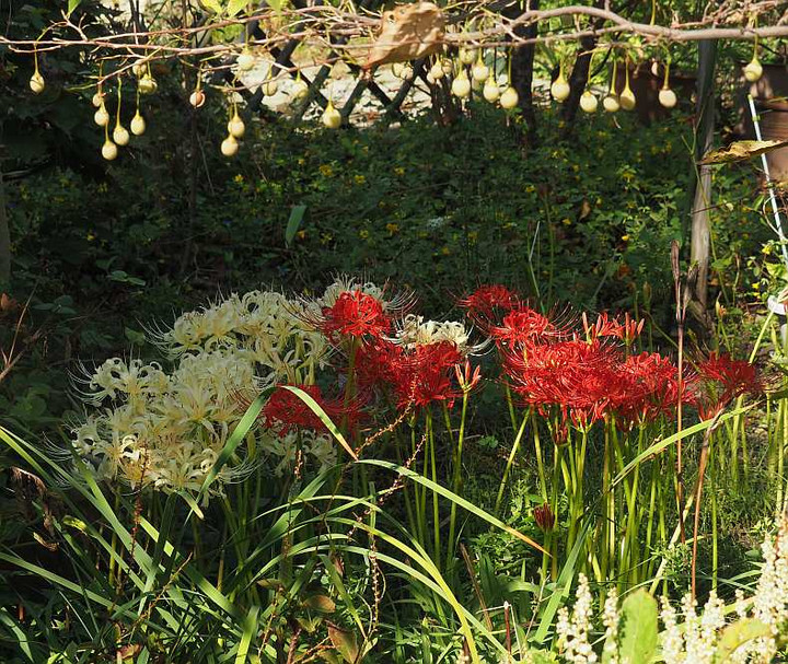 Pa019311