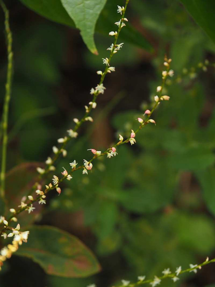 Pa039512