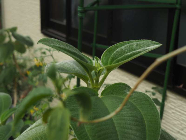 Pa049535