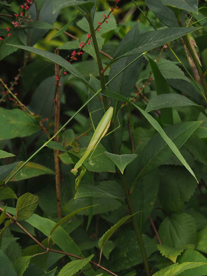 Pa049550