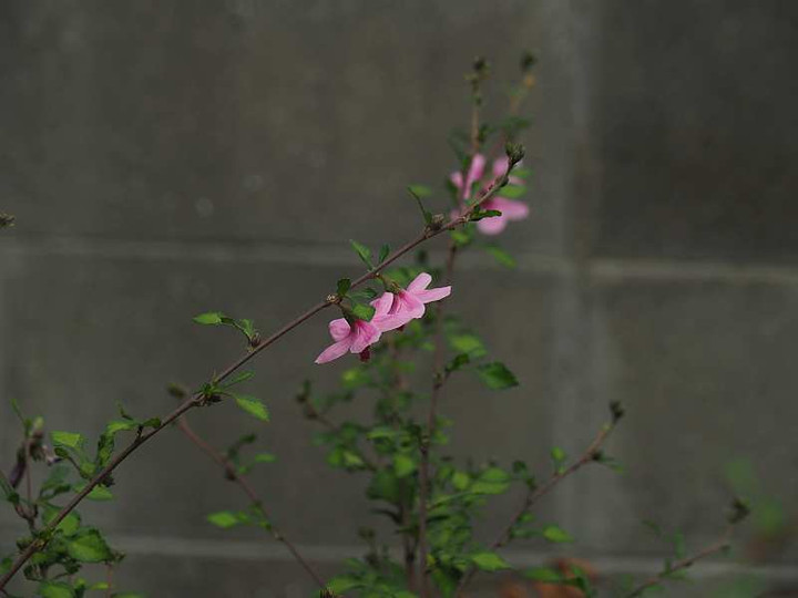 Pa049553