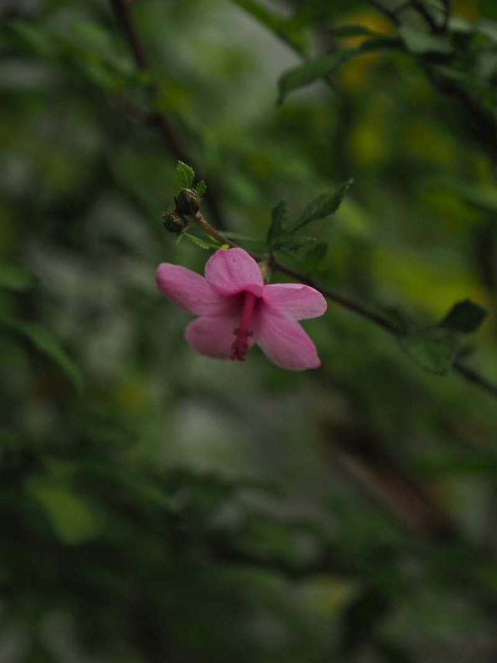 Pa049555