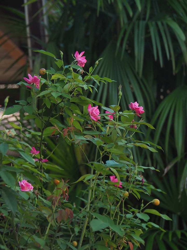 Pa079614