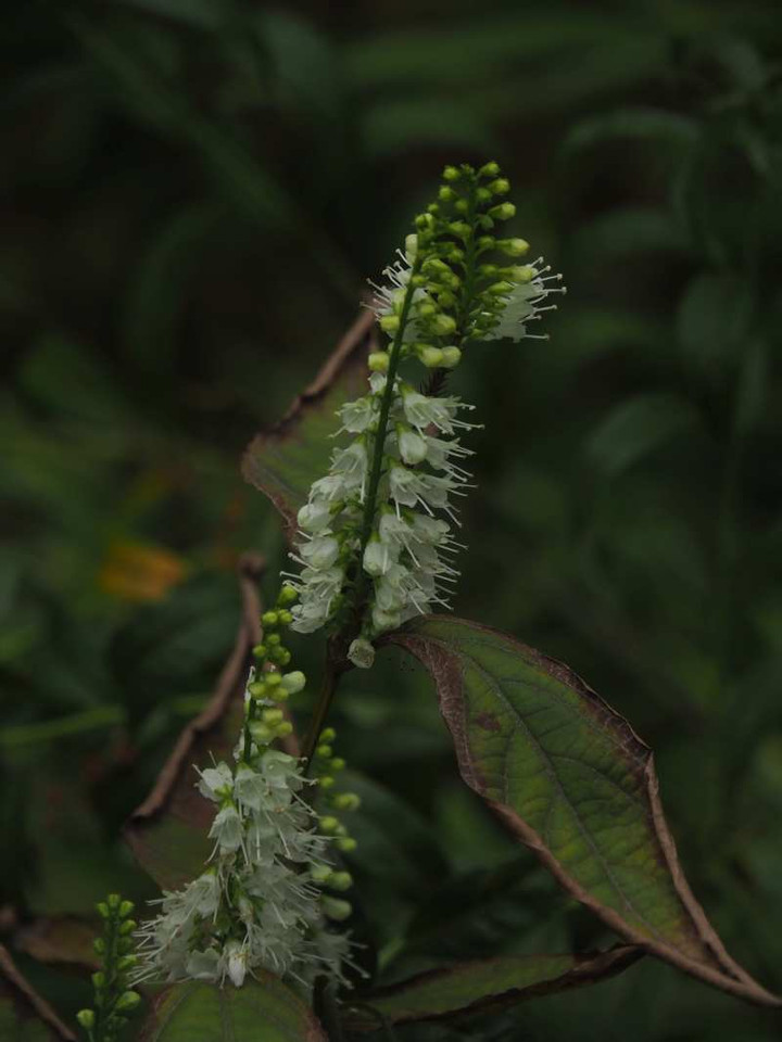 Pa079640