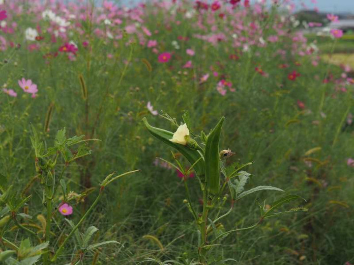 Pa079654