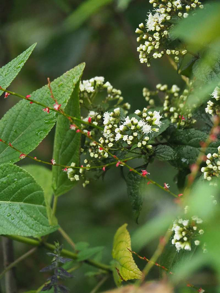 Pa089670