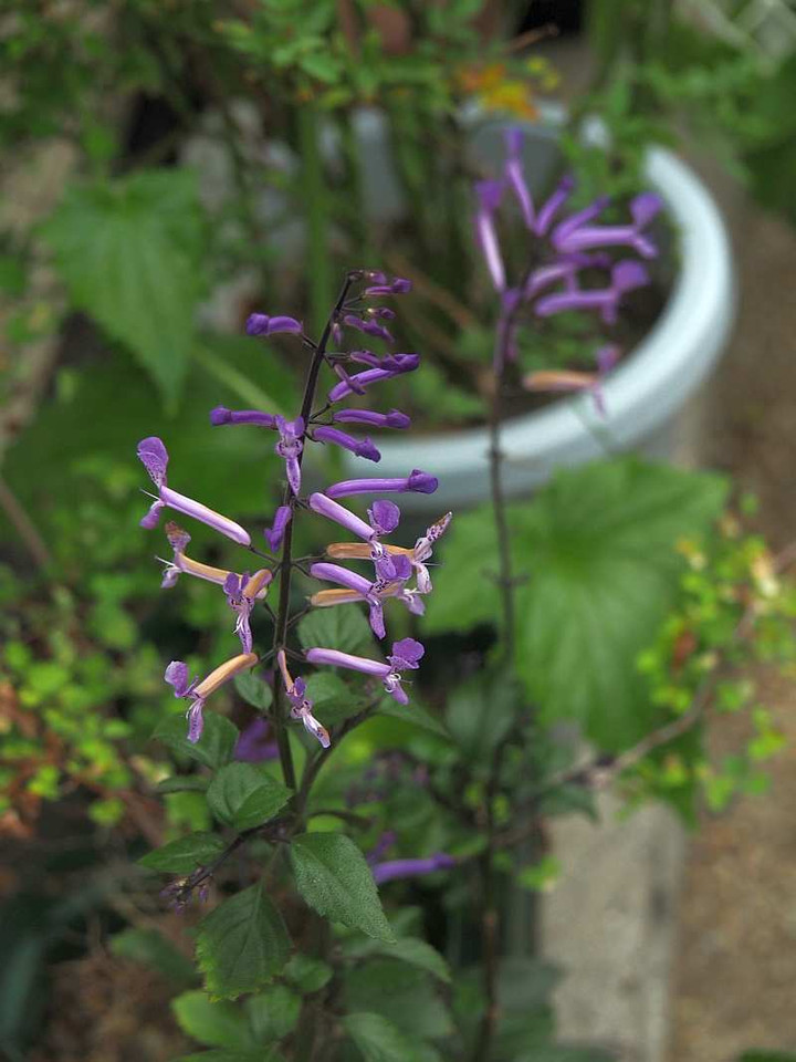 Pa099688