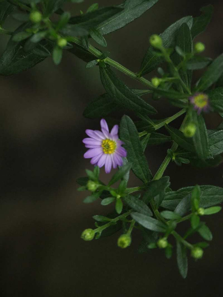 Pa099693