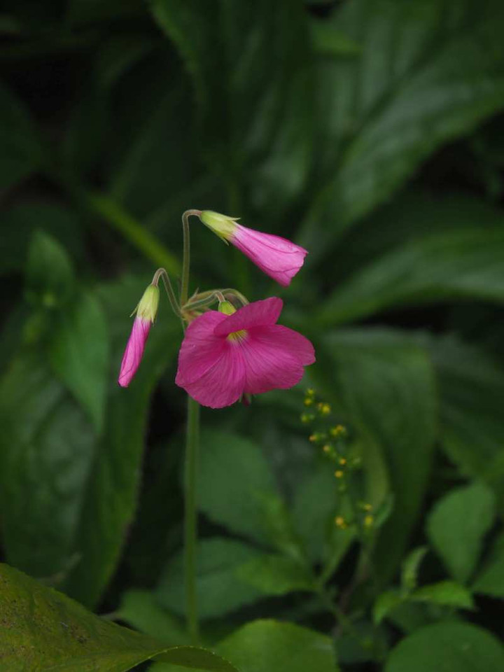 Pa099696
