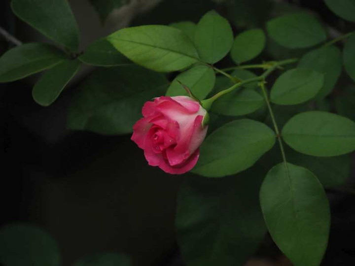 Pa099691