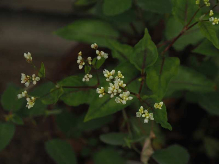 Pa109706