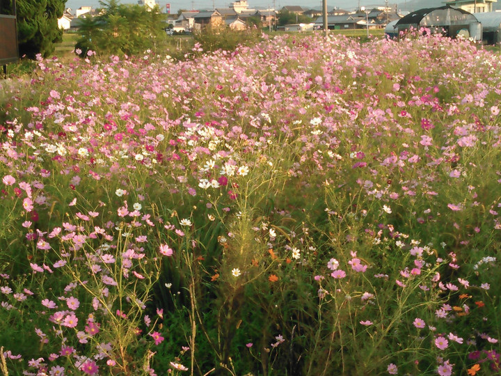 Kimg0090_2