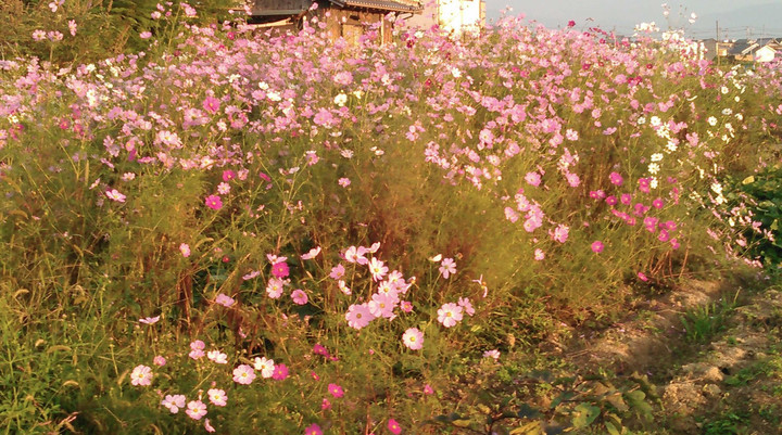 Kimg0093_2