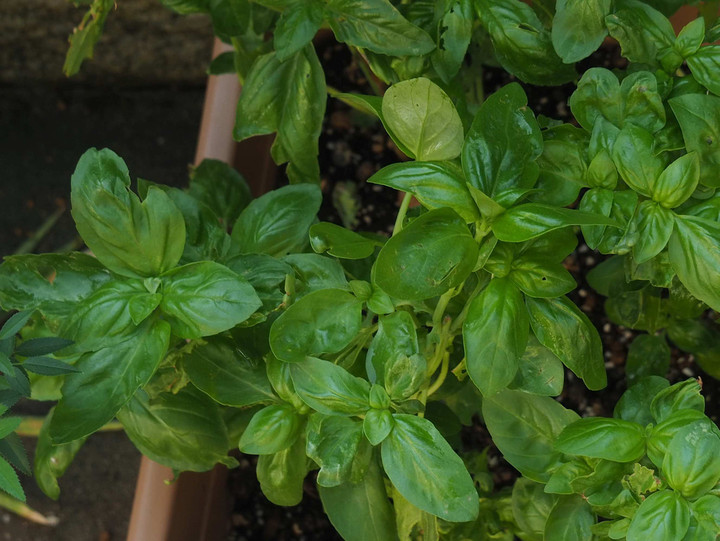 Pa129792basil