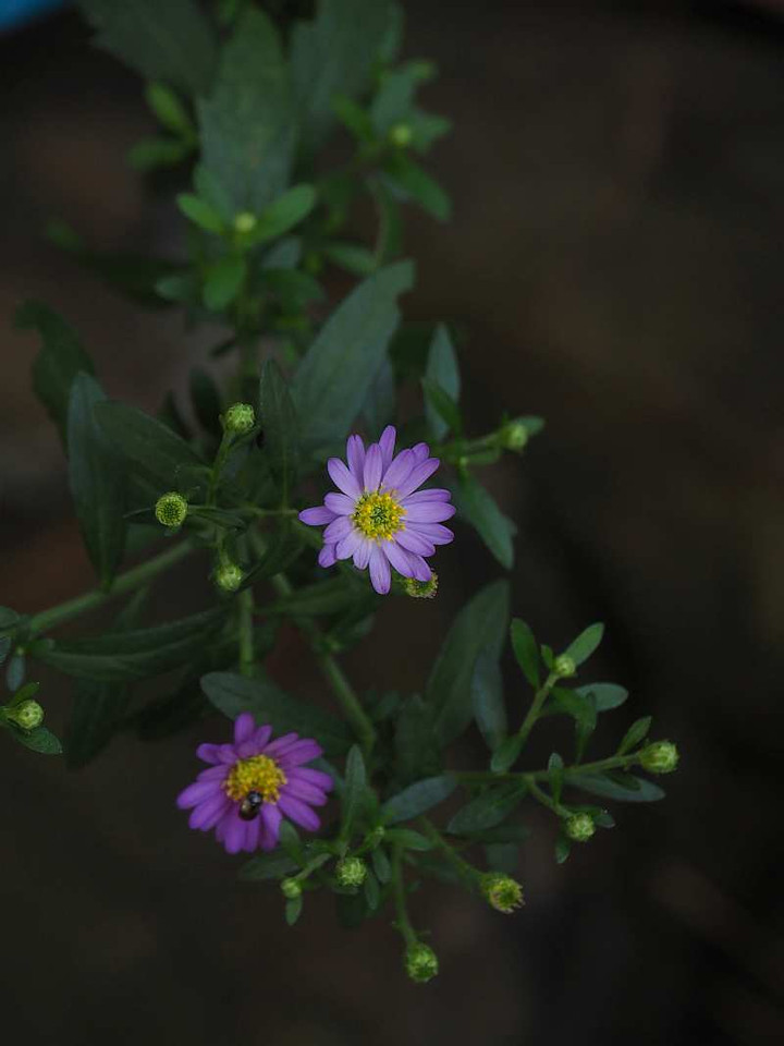 Pa129796