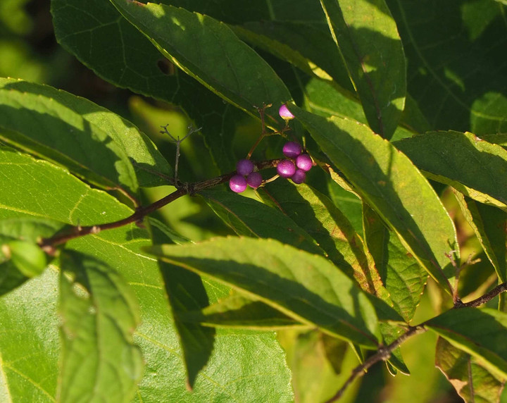 Pa210620