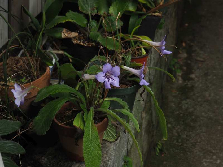 Pb010765