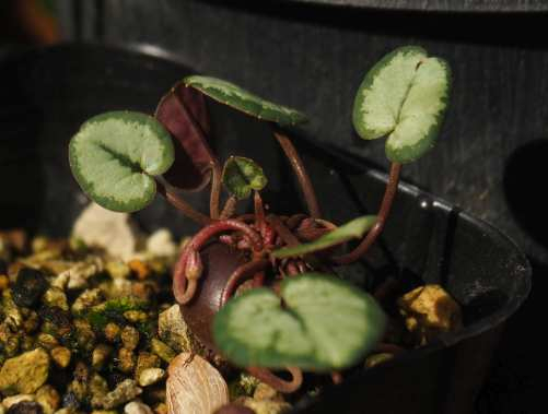 Pb010766