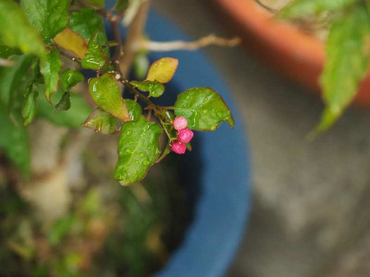 Pb020796