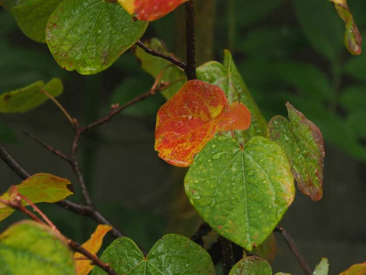 Pb020817