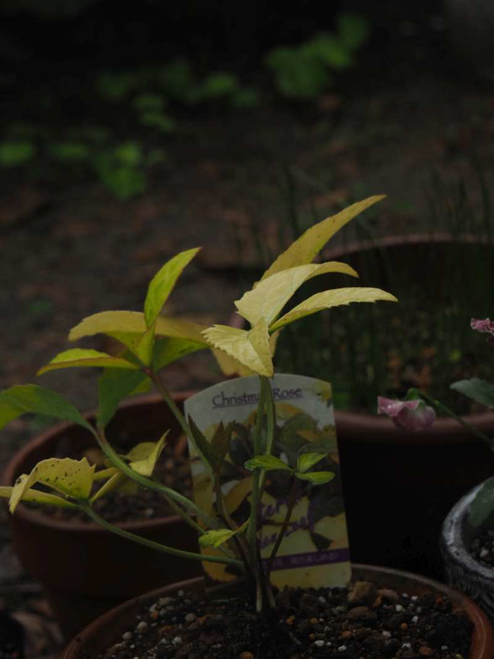 Pb020822