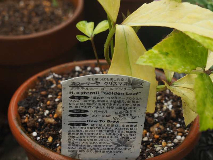 Pb020823