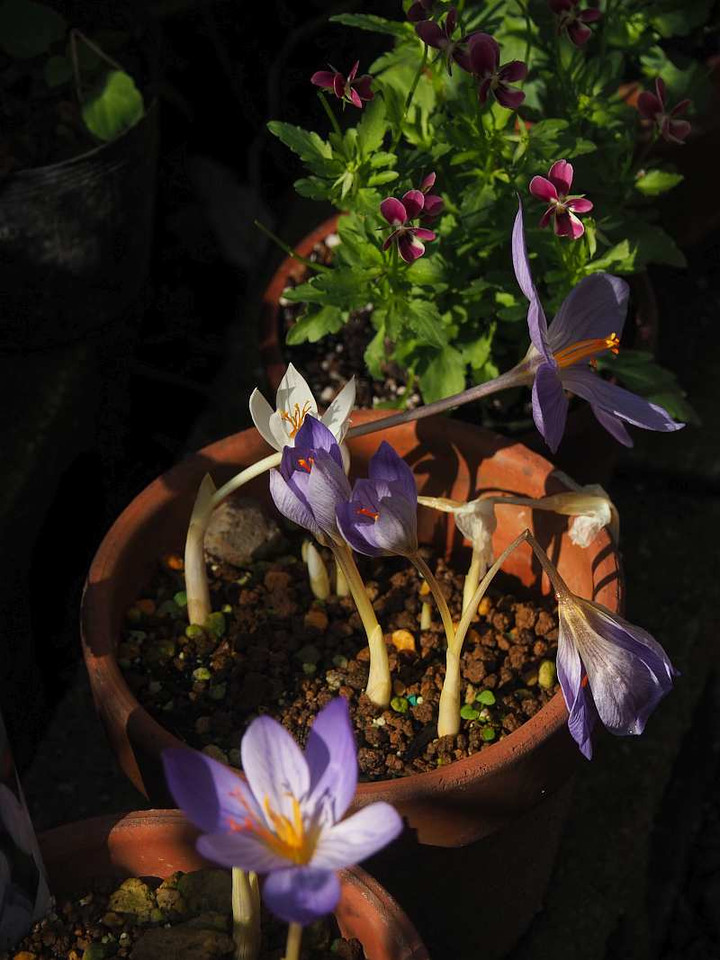 Pb030842