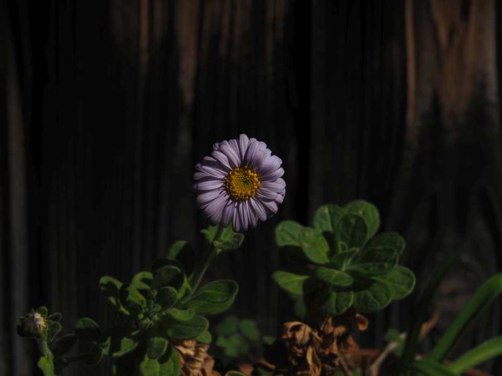 Pb030844_2