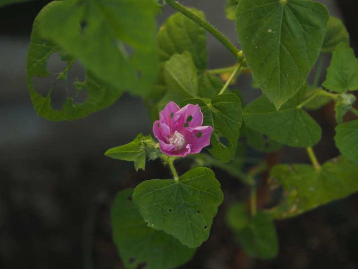 Pb040861