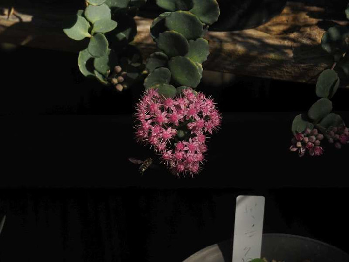 Pb040864