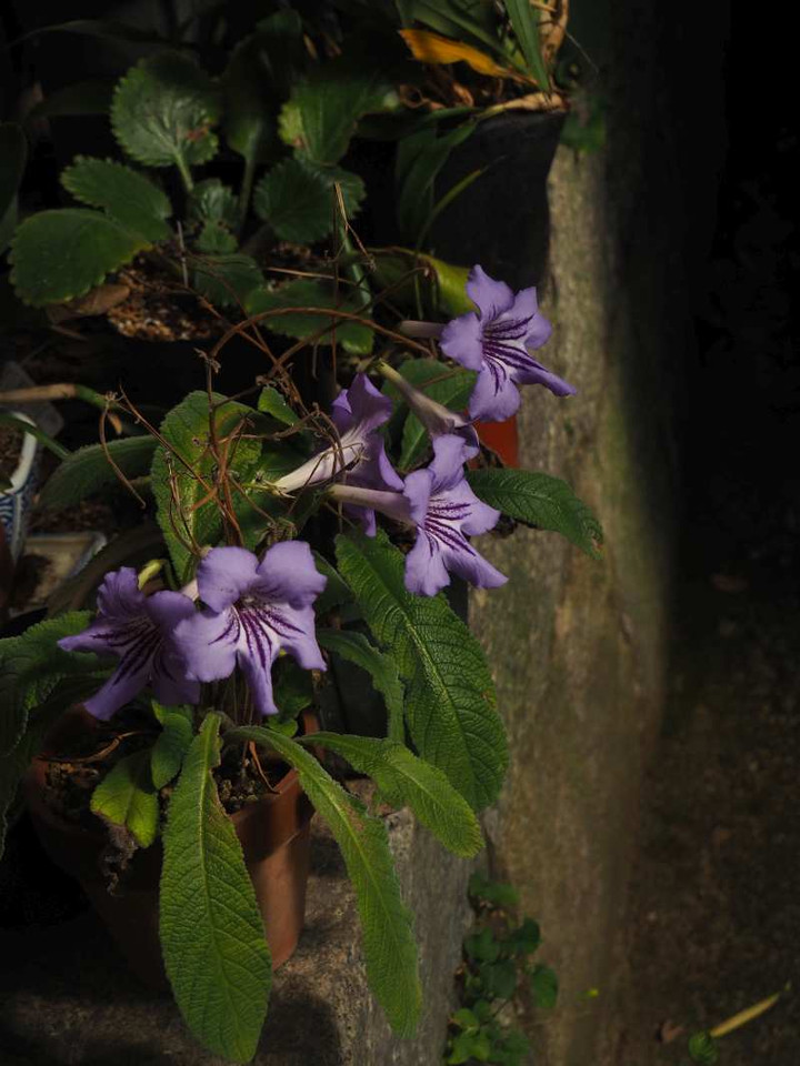 Pb040869