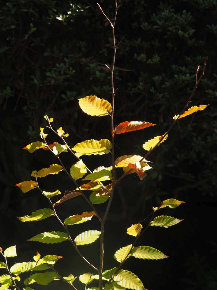 Pb040878