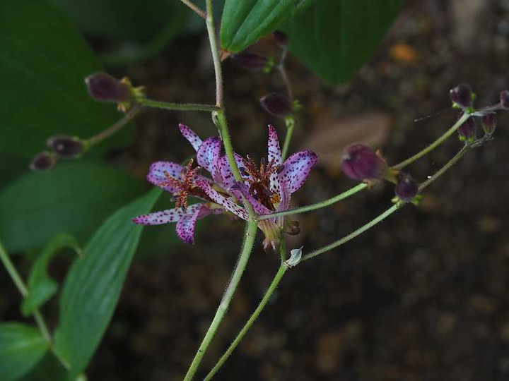 Pb040884