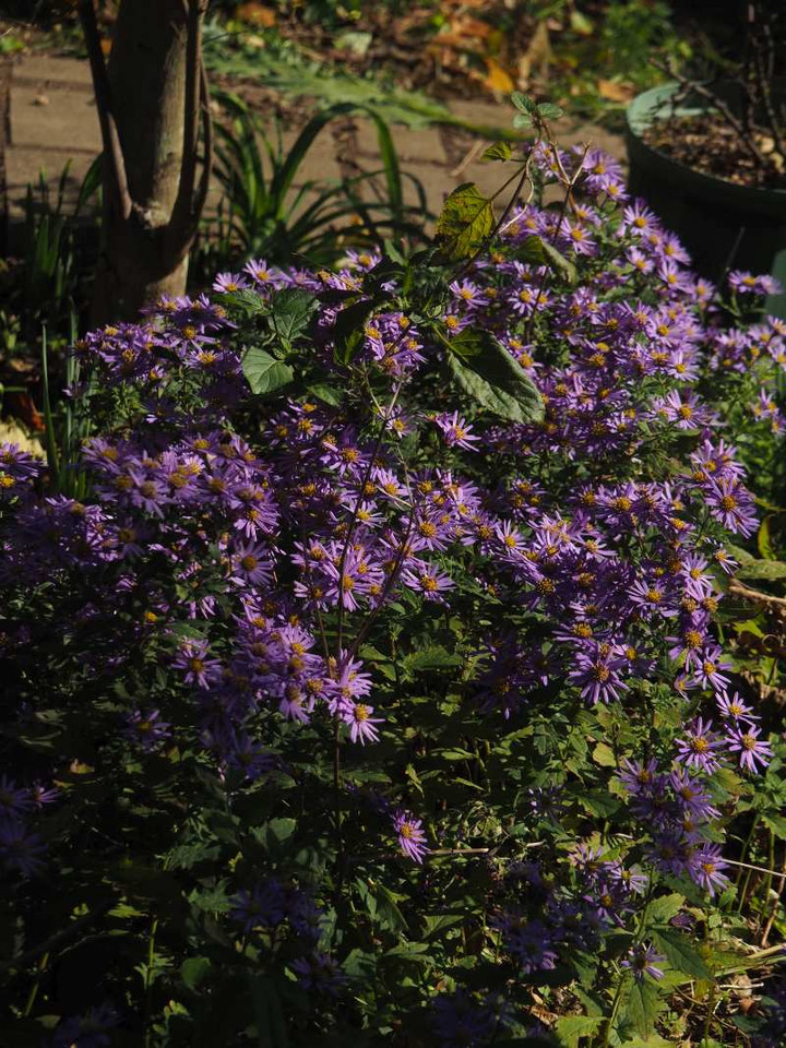 Pb050917