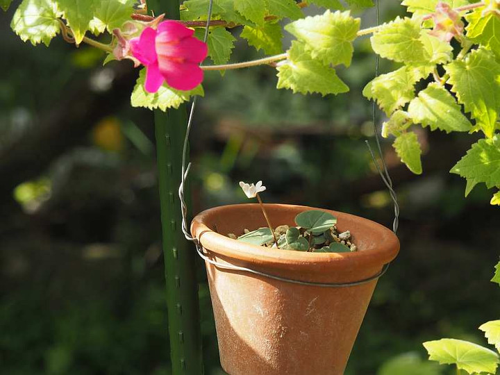 Pb050931