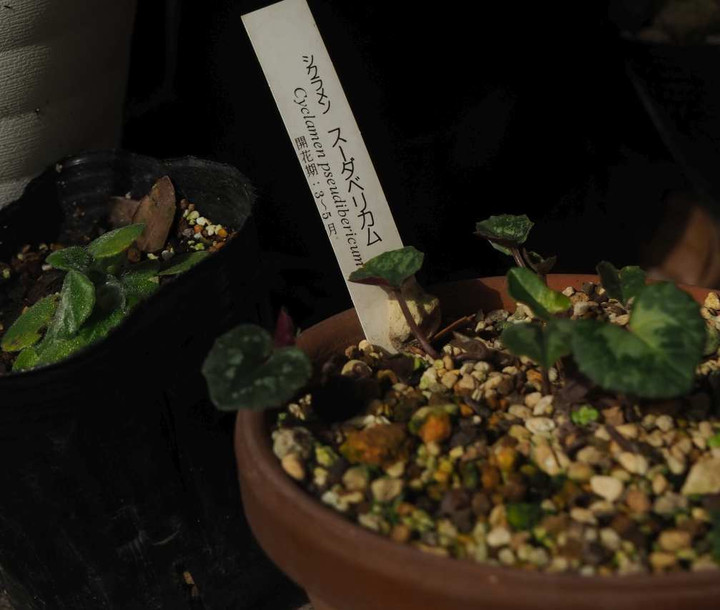 Pb050934
